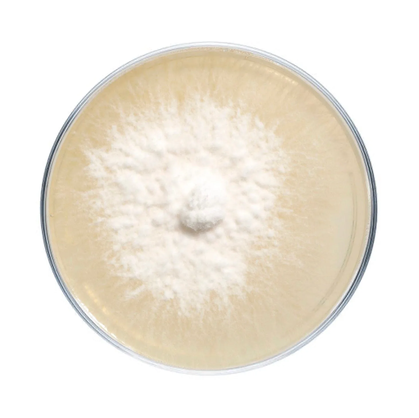 Lion's Mane Mushroom Plate Culture